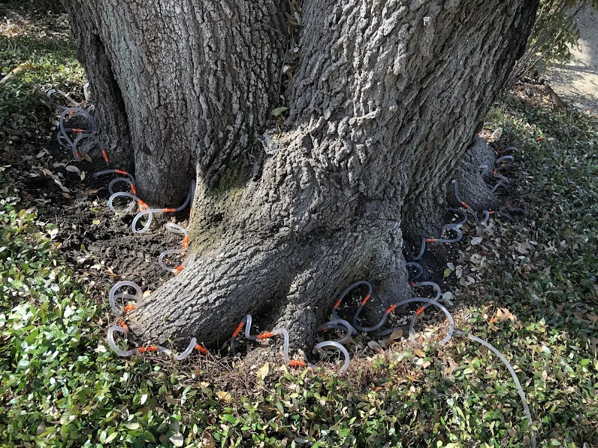 Detailed Tree Cabling and Bracing job site in Swanzey