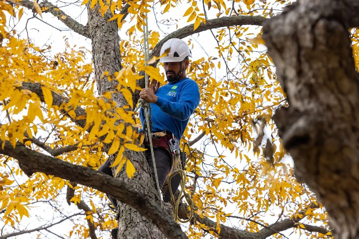 Skilled Tree Pruning crew working in Swanzey