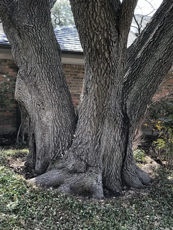 Mature heritage tree close to a Swanzey property cared for by certified arborists